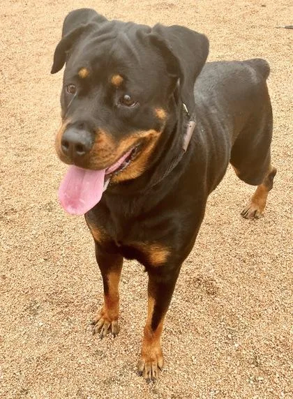 An adult large-sized female Mixed Breed dog named Mushu for adoption in Georgetown, TX