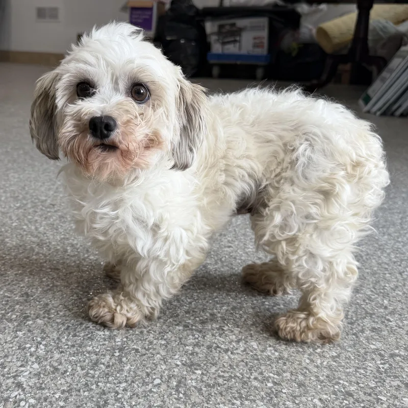 A young small-sized female White / Cream Havanese dog named Cutie for adoption in Latrobe, PA