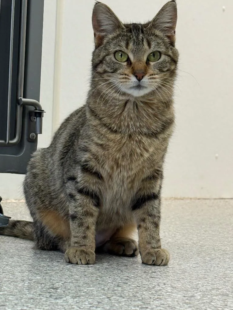 A young large-sized female Domestic Short Hair cat named Breeze for adoption in Viroqua, WI