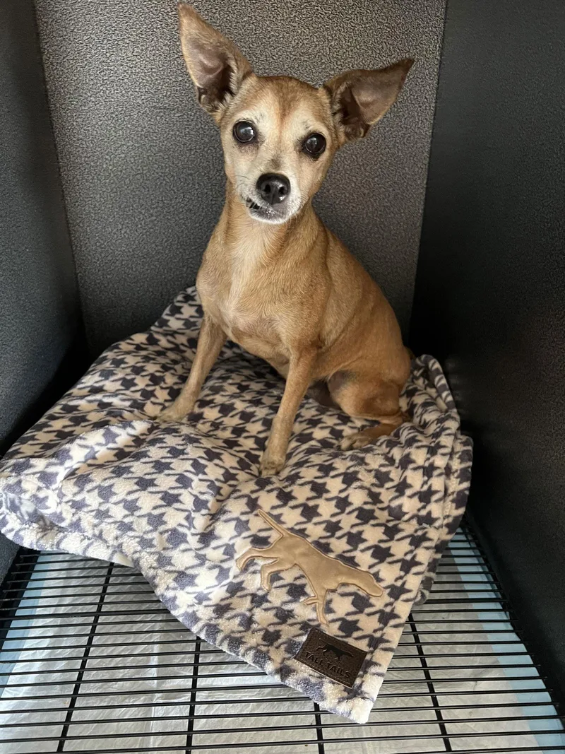 Veronica thumbnail 2