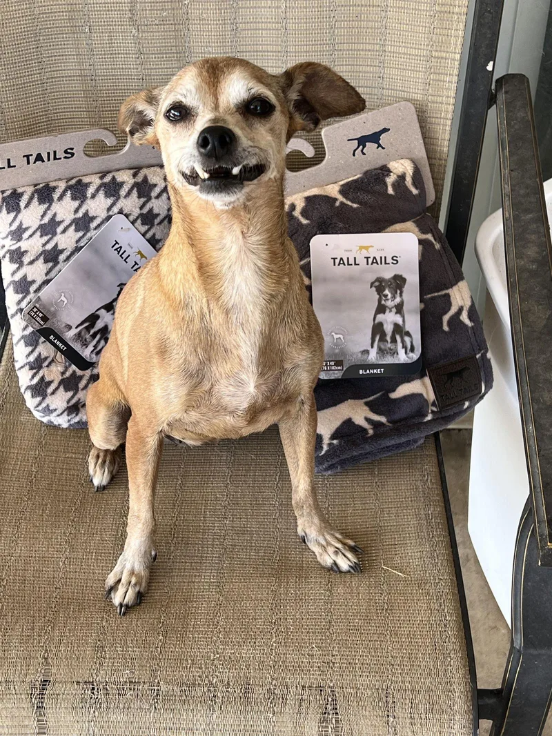 Veronica thumbnail 3