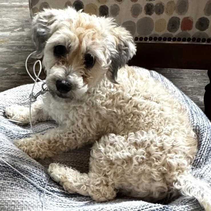 An adult small-sized male Poodle dog named Pax Pka Pingo "slim" for adoption in Dallas, TX