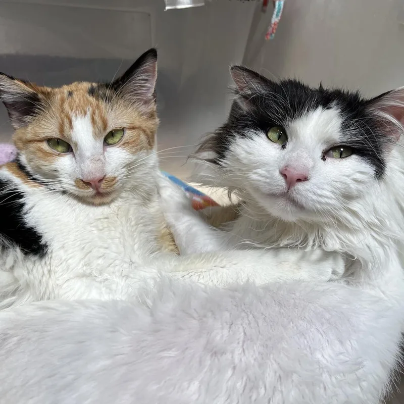 Precious thumbnail 3