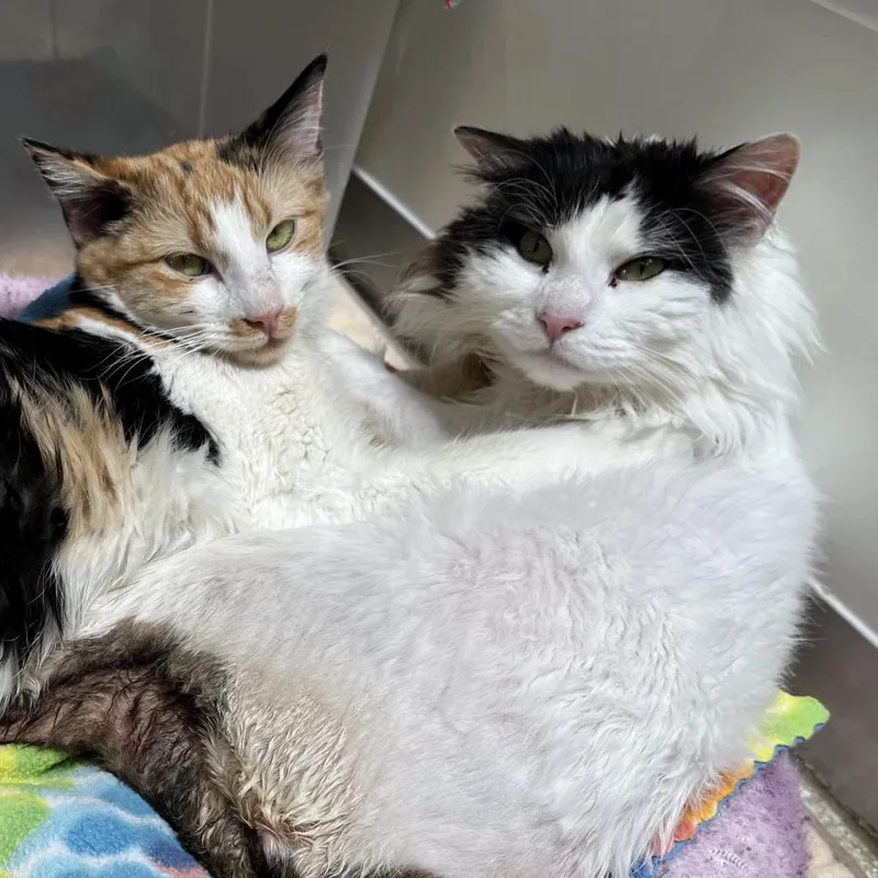 Precious thumbnail 6