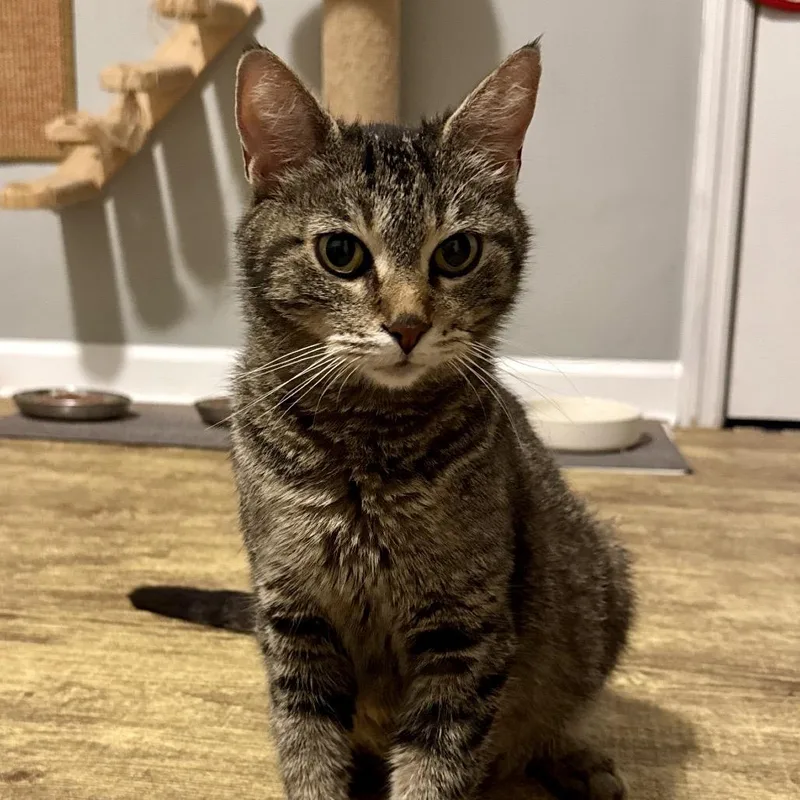 An adult medium-sized female Brown / Chocolate Domestic Short Hair cat named Cowgirl for adoption in Brownsboro, AL