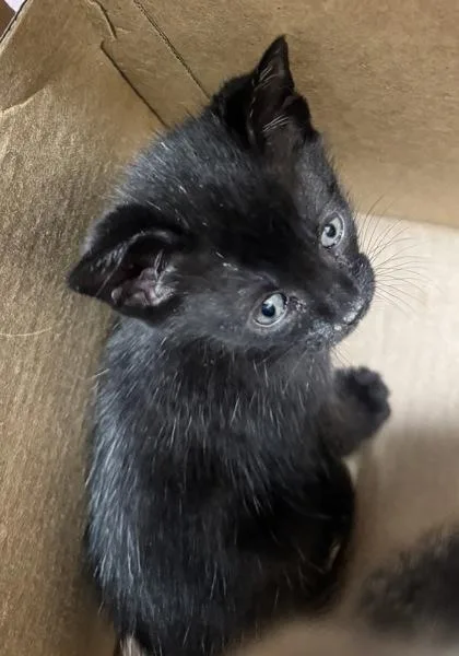 A baby small-sized female Domestic Short Hair cat named Cappa for adoption in West Chester, PA