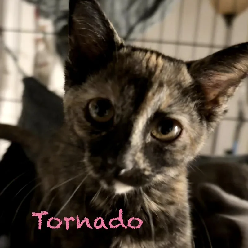 A baby small-sized female Tortoiseshell Domestic Short Hair cat named Tornado for adoption in Parkersburg, WV