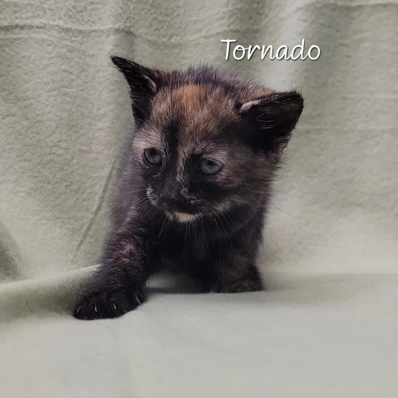 Tornado thumbnail 2