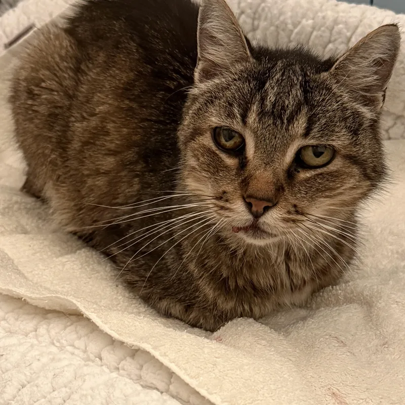 A senior medium-sized male Domestic Short Hair cat named Woody for adoption in Fort Worth, TX