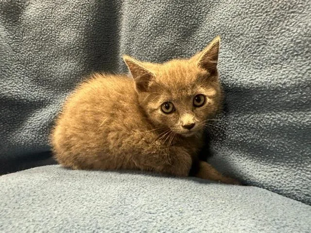 A young small-sized female Gray / Blue / Silver Domestic Short Hair cat named Sutton for adoption in Webster City, IA