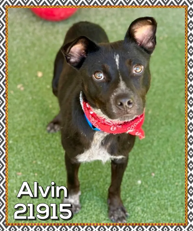 Alvin
