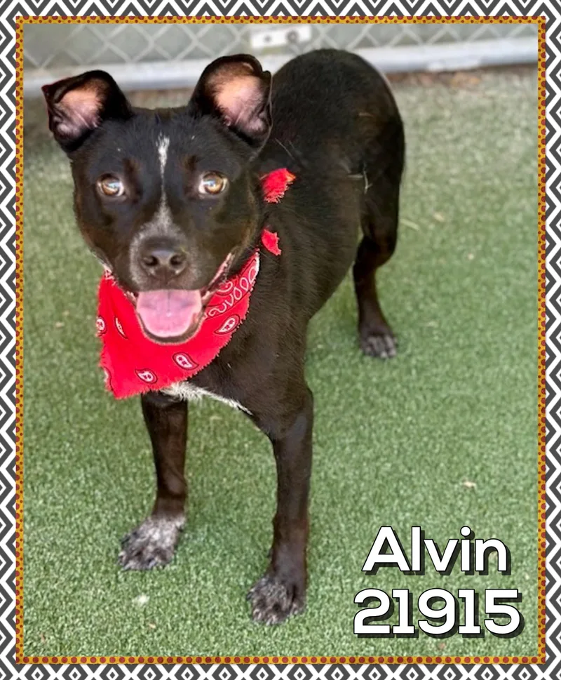 Alvin thumbnail 2