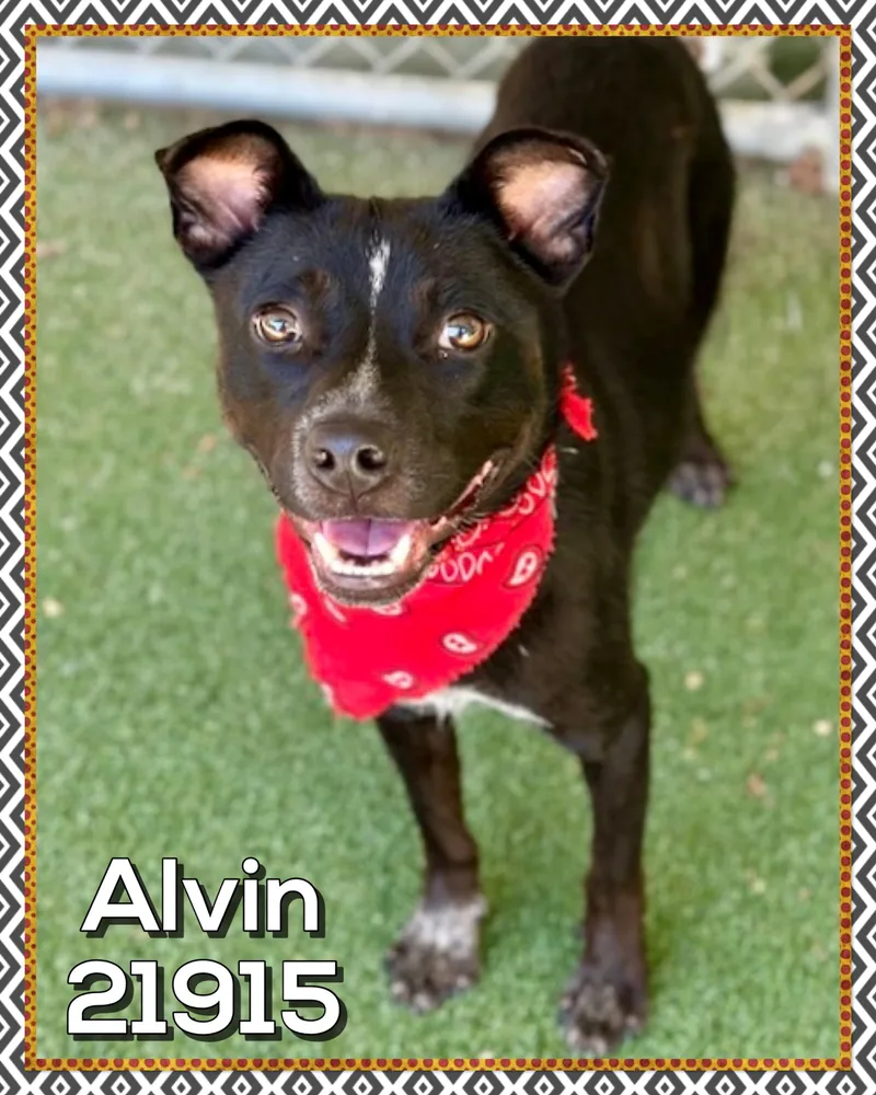 Alvin thumbnail 3