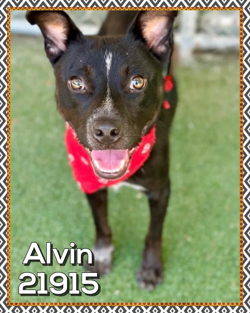 Alvin thumbnail 4
