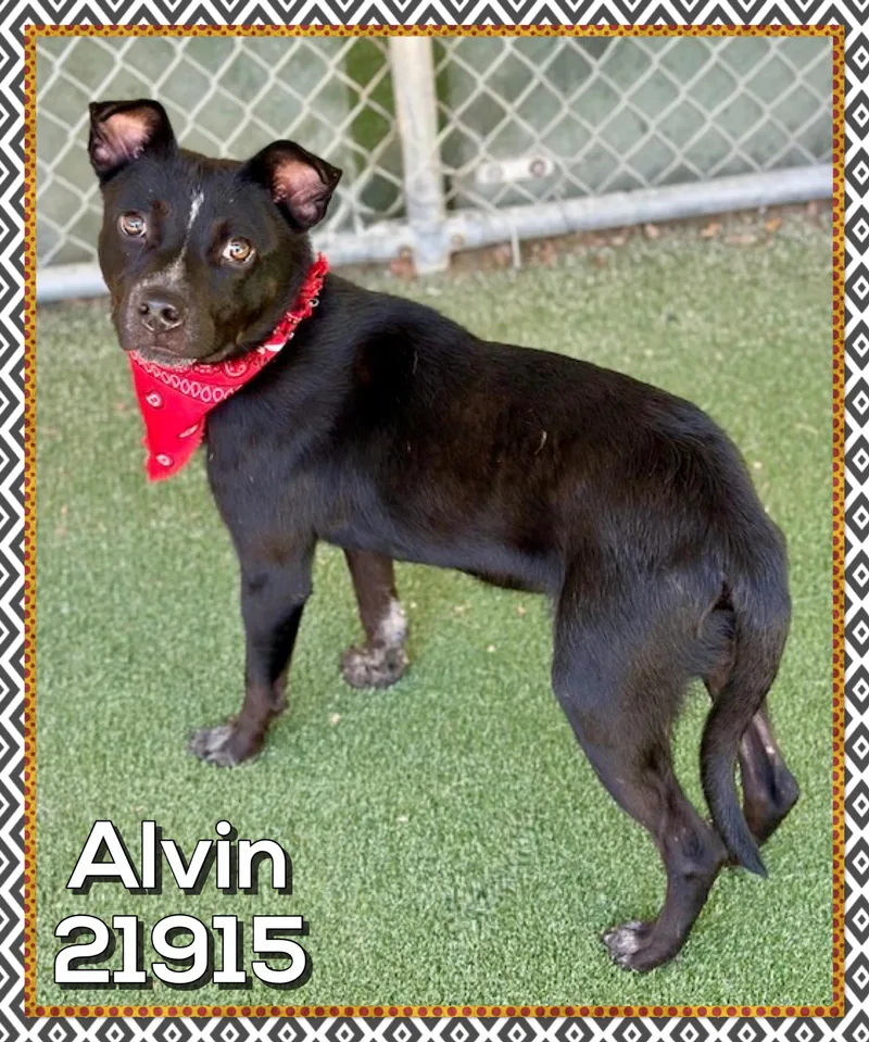 Alvin thumbnail 5