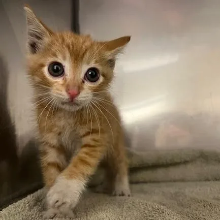A baby small-sized male Orange / Red Domestic Short Hair cat named Fireball for adoption in Lake Panasoffkee, FL