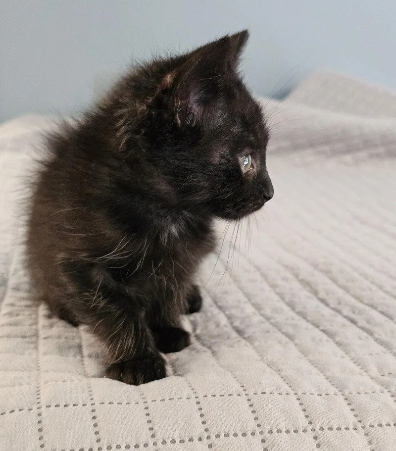 A baby small-sized female Black Domestic Short Hair cat named Iris for adoption in Lovingston, VA