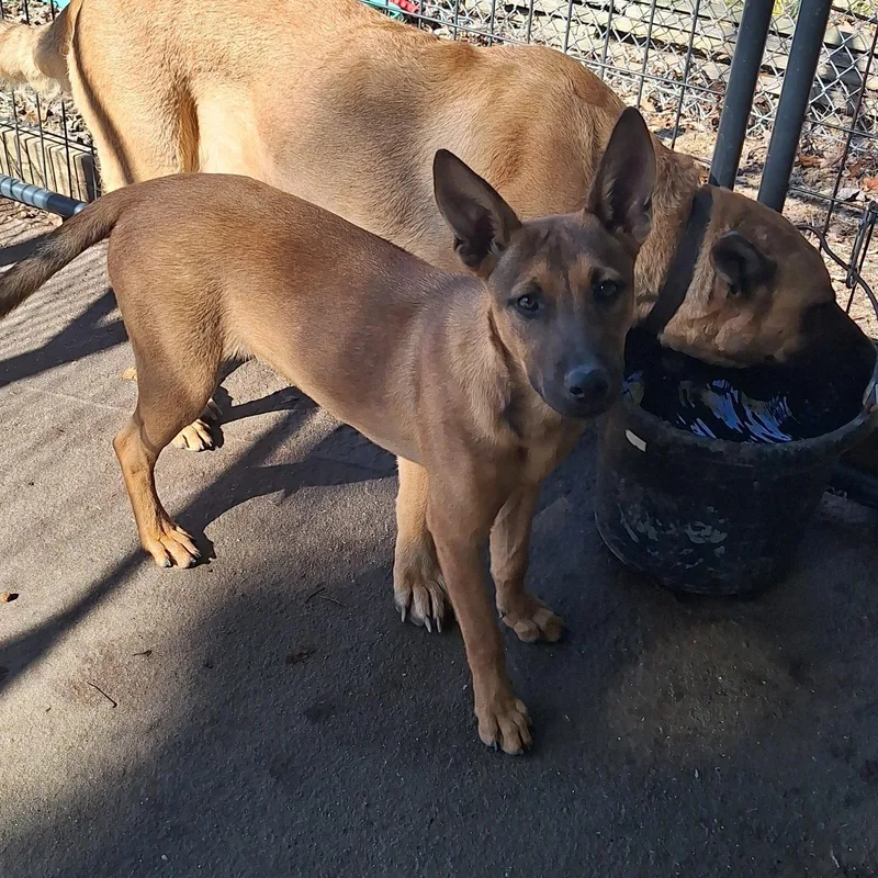 A young large-sized female Brown / Chocolate Belgian Shepherd / Malinois dog named Young Mae for adoption in Stanton, KY
