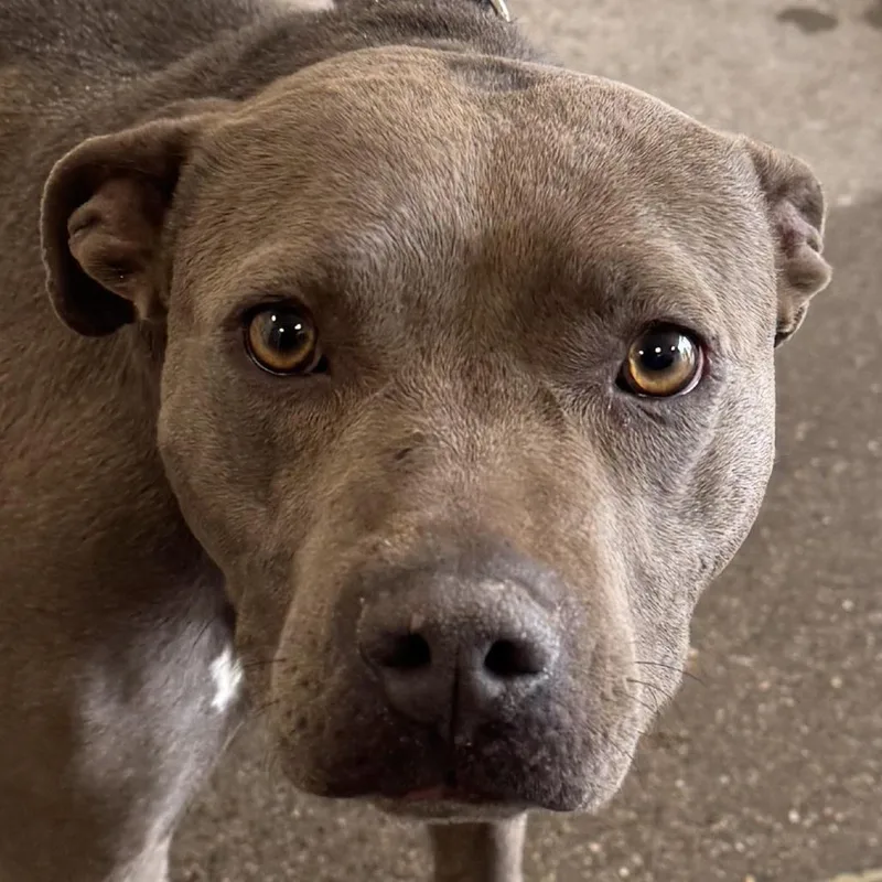 An adult medium-sized female Gray / Blue / Silver Mixed Breed dog named Lola for adoption in Las Cruces, NM