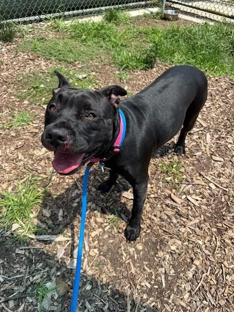 An adult medium-sized female Pit Bull Terrier dog named Rumi for adoption in Leesburg, VA
