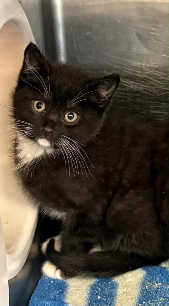 A baby small-sized male Domestic Short Hair cat named Austin for adoption in Columbia, TN