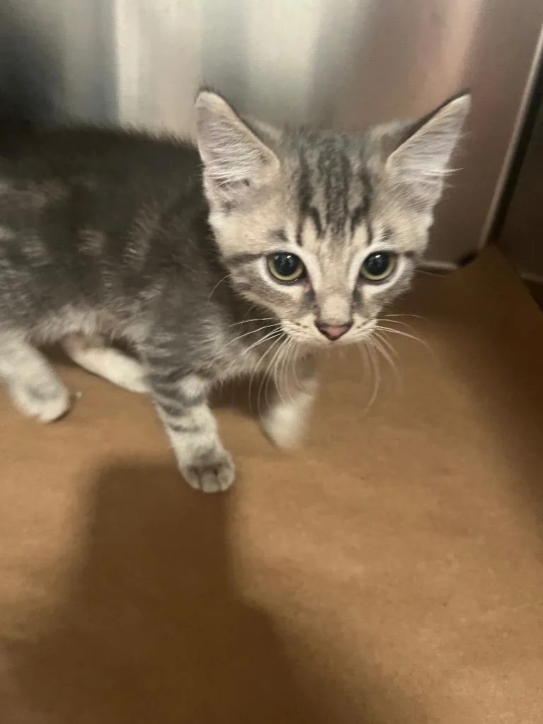A baby large-sized male Domestic Short Hair cat named Dory for adoption in Cartersville , GA