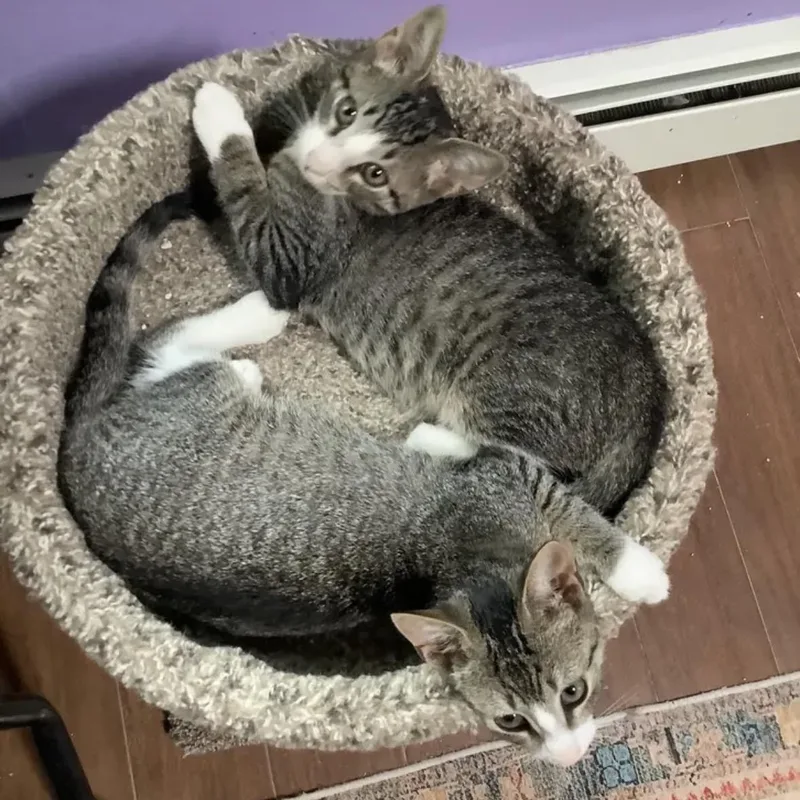A baby small-sized male Tabby cat named Tiger for adoption in East Northport, NY