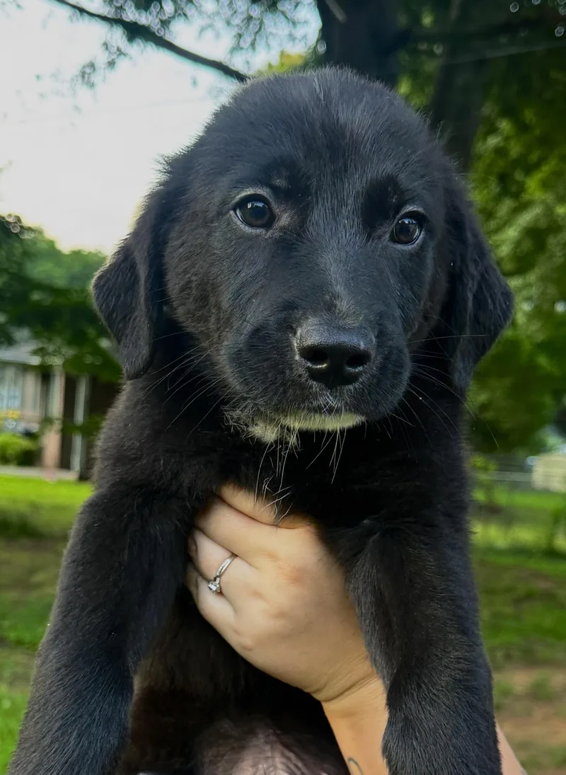 A baby large-sized male Black Golden Retriever dog named Red for adoption in Pelham, AL