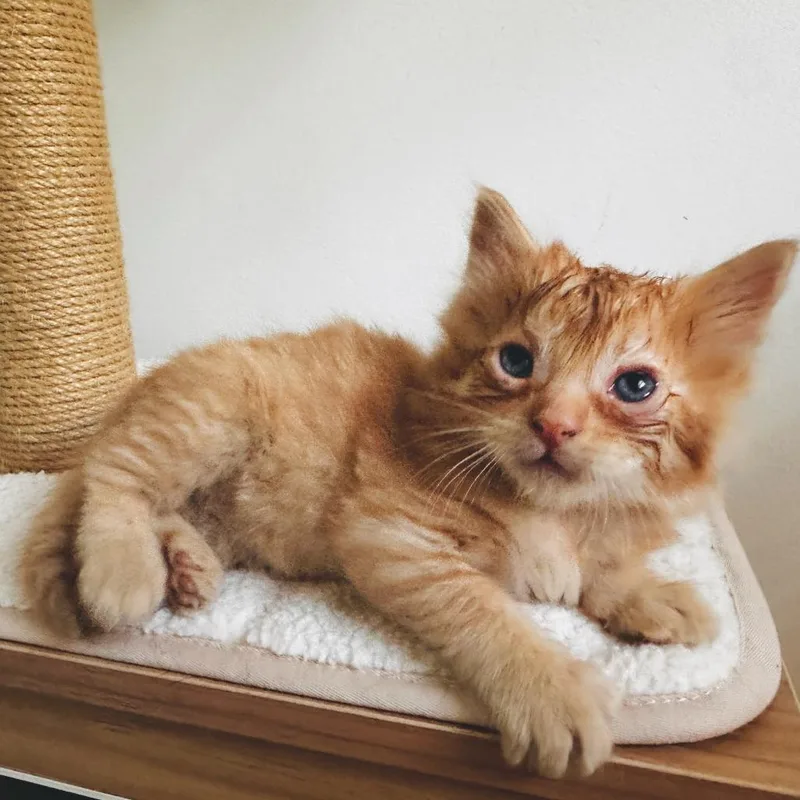 A baby small-sized male Orange / Red Domestic Medium Hair cat named Jude Claw for adoption in Denver, CO