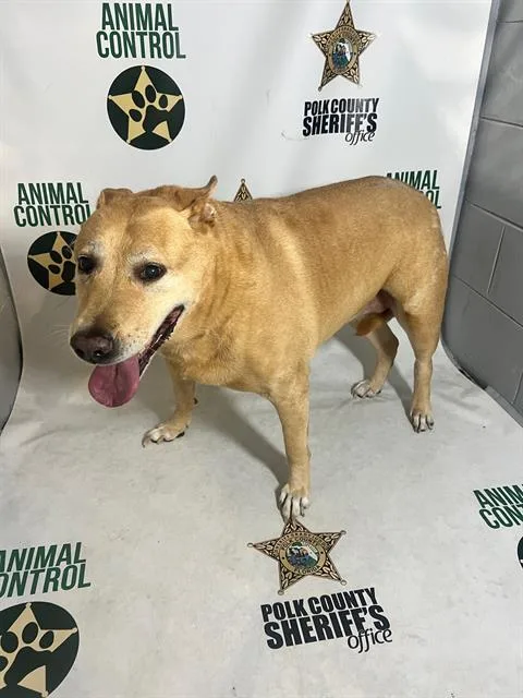 A senior large-sized female Labrador Retriever dog named Sheba Smiles for adoption in Winter Haven, FL