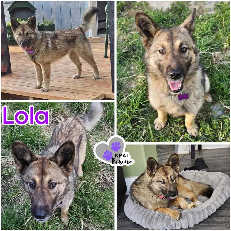 An adult medium-sized female Tricolor (Brown, Black, & White) Mixed Breed dog named Lola for adoption in Kenai, AK