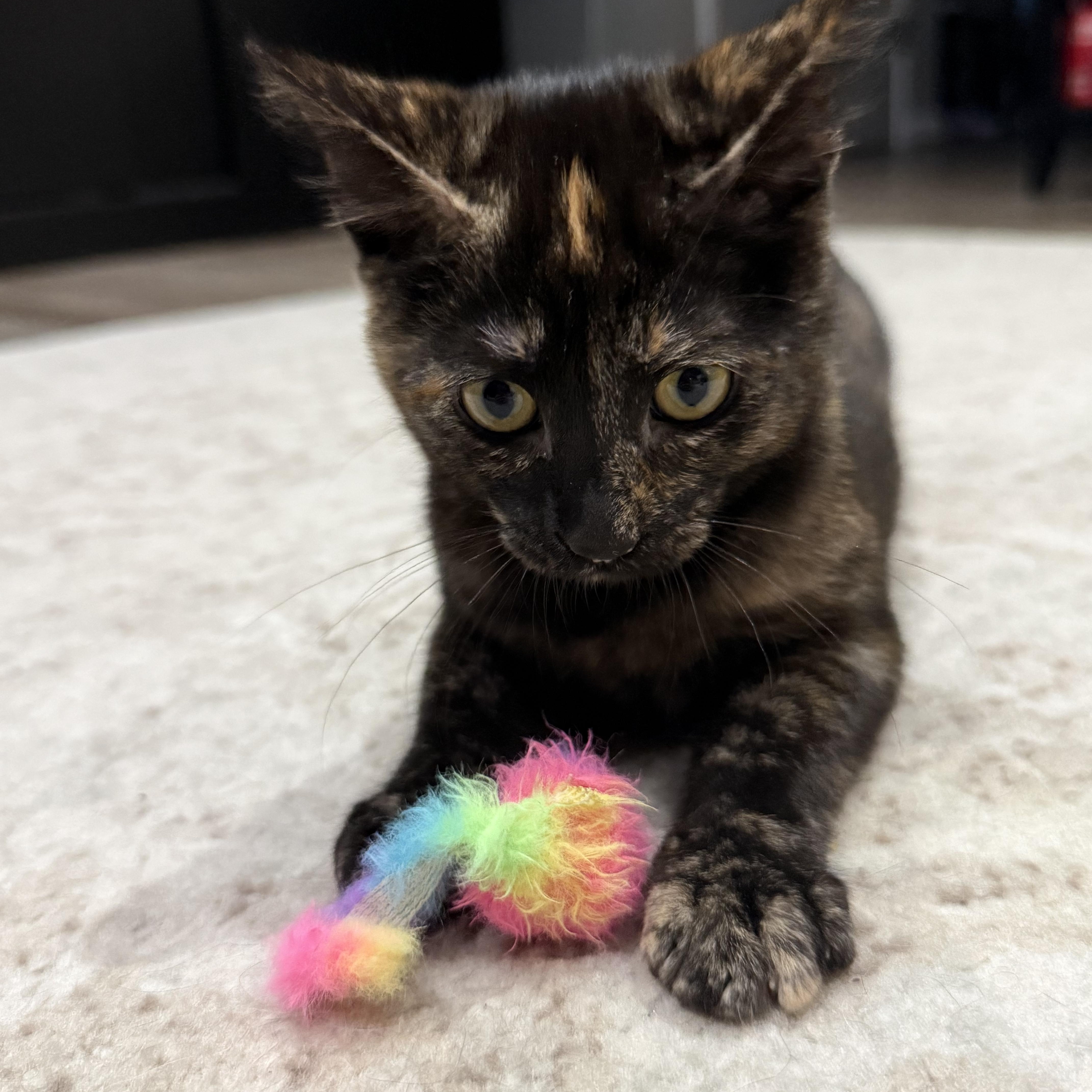 A baby medium-sized female Tortoiseshell Domestic Short Hair cat named Torta INDOOR ONLY for adoption in Stockton, CA