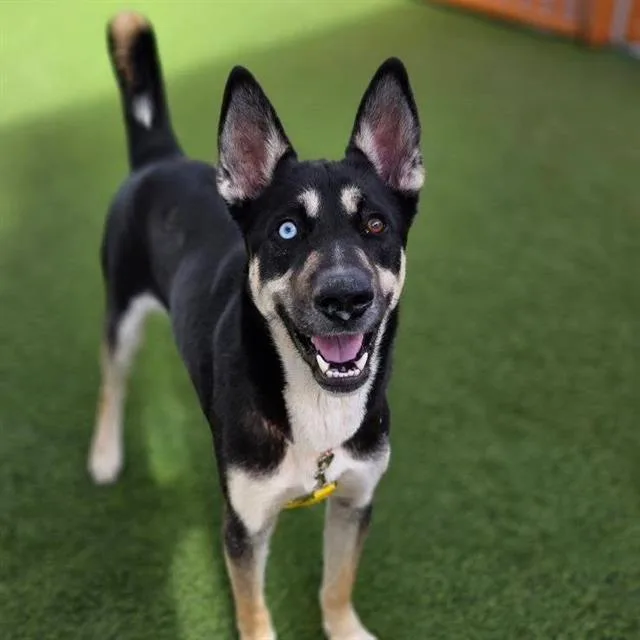 A young large-sized male Husky dog named Kilo for adoption in Las Vegas, NV