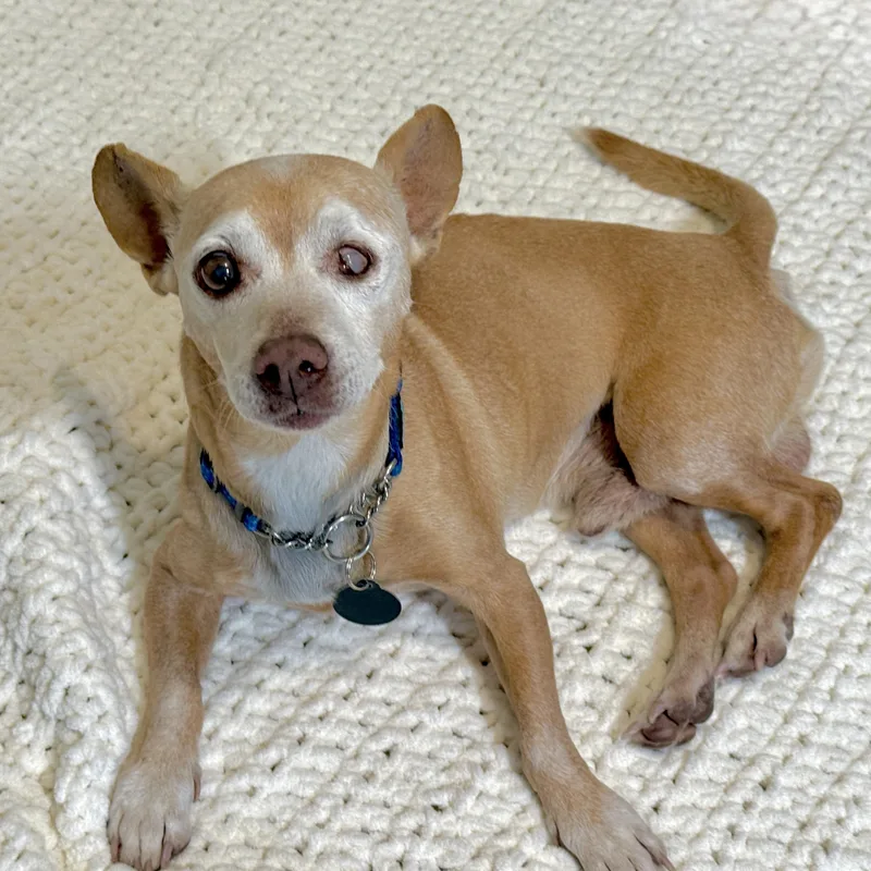 A senior small-sized male Golden Chihuahua dog named Ernie for adoption in Scottsdale, AZ