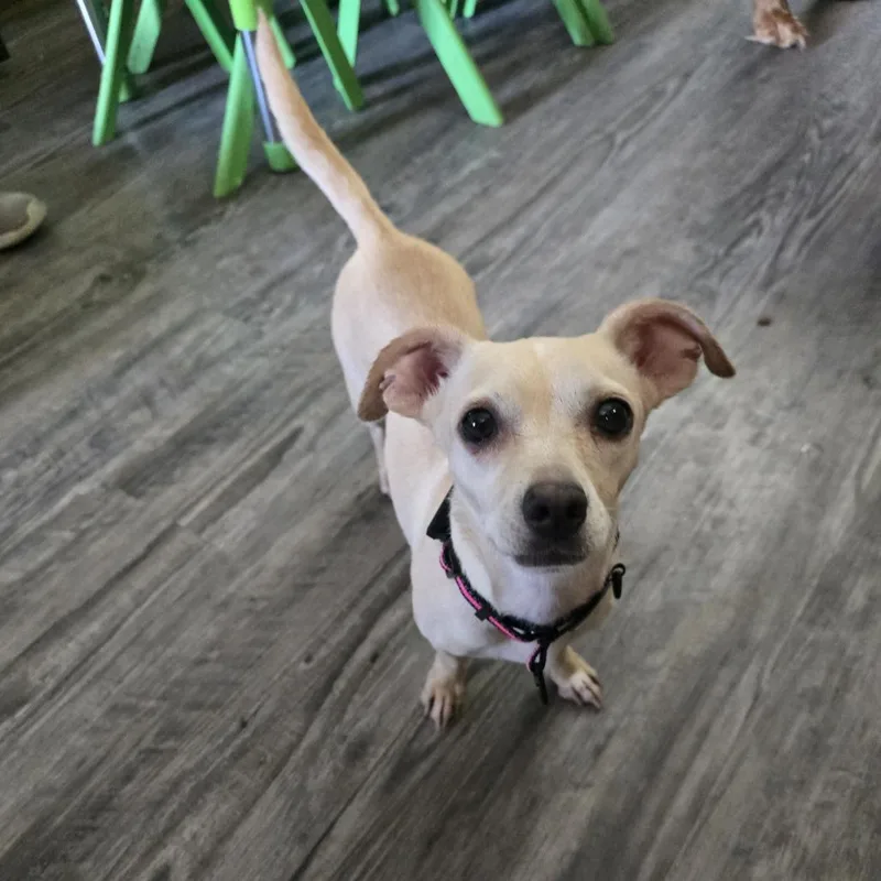 Cookie thumbnail 3