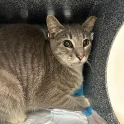 An adult medium-sized male Gray / Blue / Silver Domestic Short Hair cat named Mako Shark for adoption in Sarasota, FL