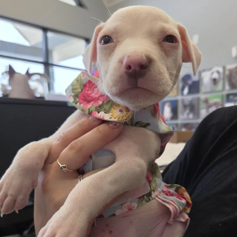 A baby small-sized female White / Cream Terrier dog named Bexley for adoption in Marshall, TX