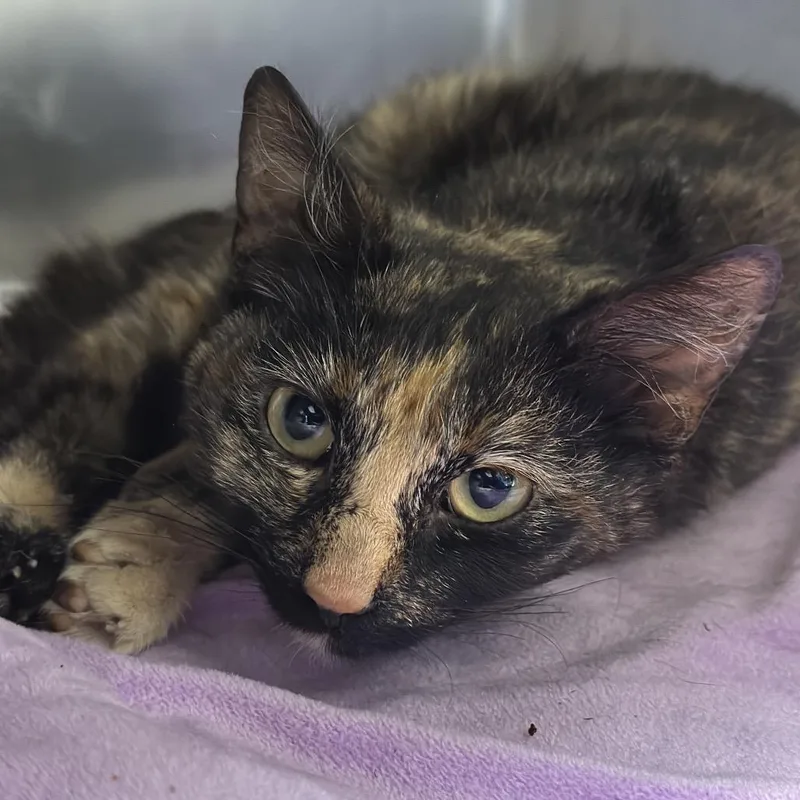 A young small-sized female Tortoiseshell Domestic Short Hair cat named Lego for adoption in Matteson, IL