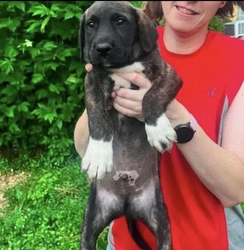 A baby medium-sized male Brindle Mastiff dog named Masala for adoption in Wonder Lake, IL