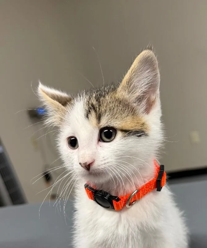 A young small-sized female Domestic Short Hair cat named Maura for adoption in Yankton, SD