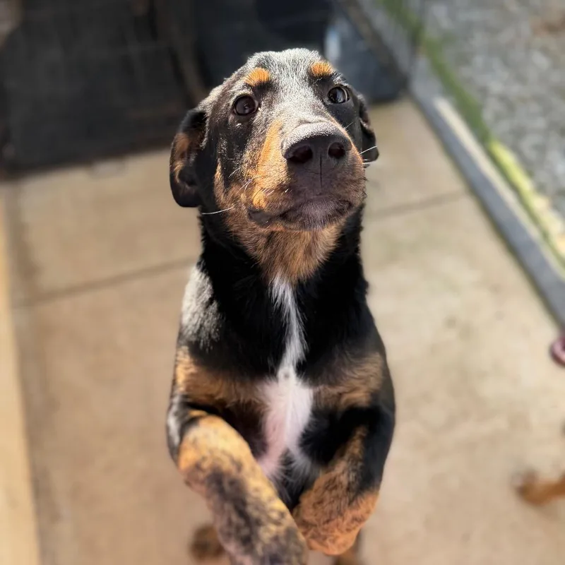 A baby medium-sized male Black Mixed Breed dog named Thomas for adoption in Brownsboro, AL