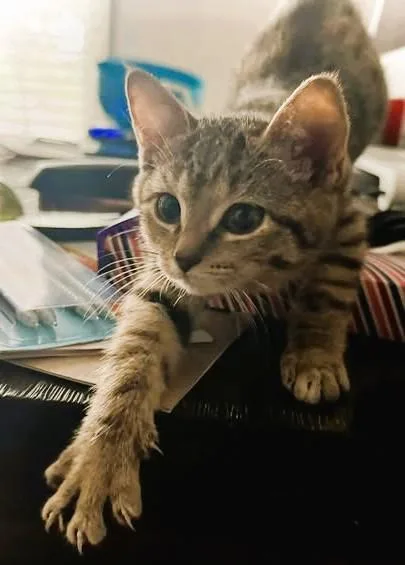 A baby small-sized female Brown / Chocolate Domestic Short Hair cat named Cinder for adoption in Kansas City, MO