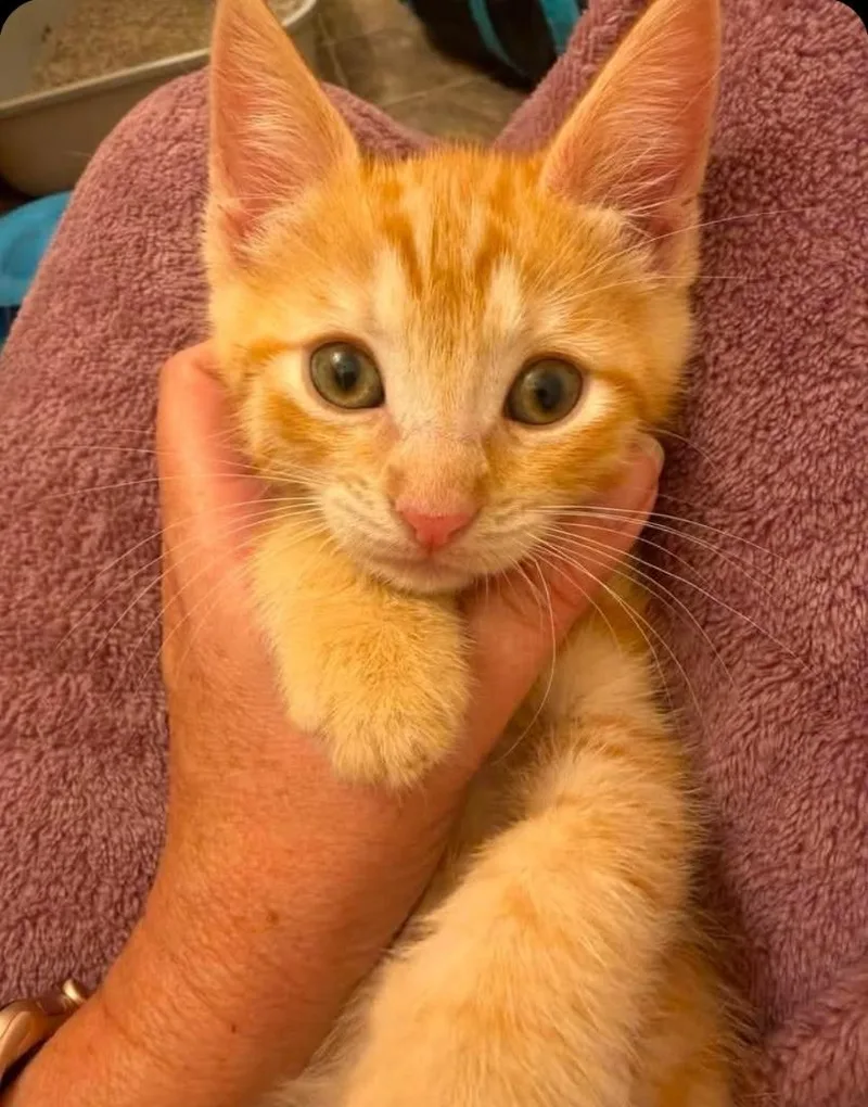 A baby small-sized male Domestic Short Hair cat named Aladdin for adoption in San Jacinto, CA