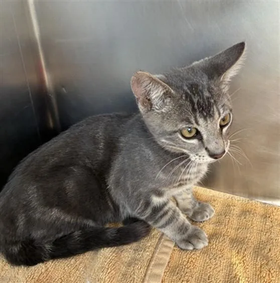 A baby small-sized male Domestic Short Hair cat named Loki for adoption in Norco, CA