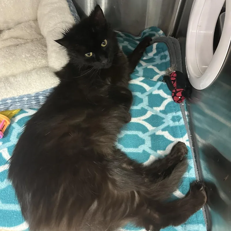 An adult medium-sized female Black Domestic Long Hair cat named Rosie for adoption in Saratoga Springs, NY