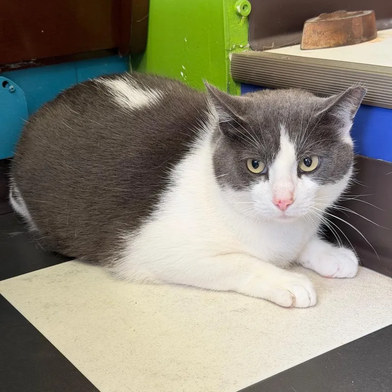 An adult small-sized male Gray / Blue / Silver Domestic Short Hair cat named Biggy Mac for adoption in Monticello, IL