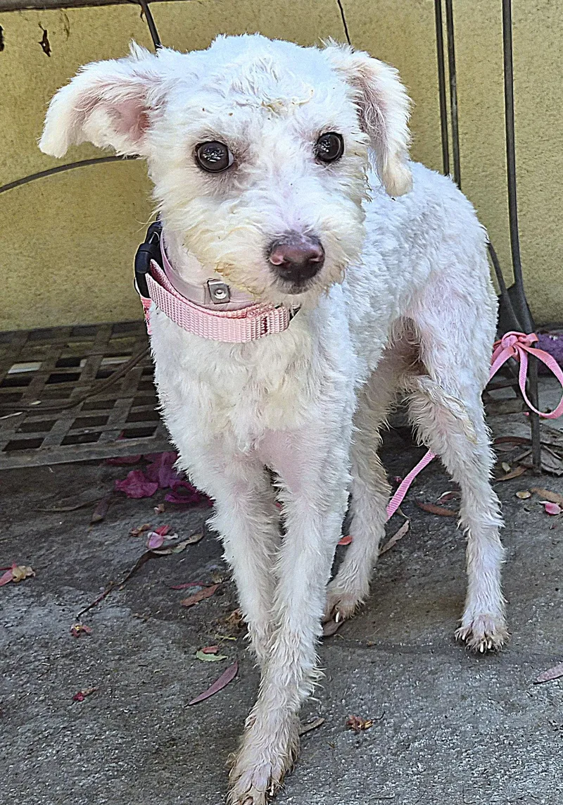 A young small-sized female Poodle dog named Maria And Elsa for adoption in Los Angeles, CA