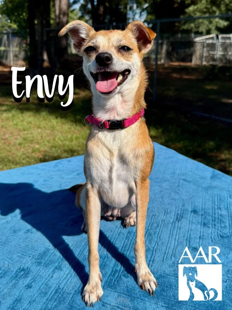 A young small-sized female Chihuahua dog named Envy for adoption in Magnolia, TX