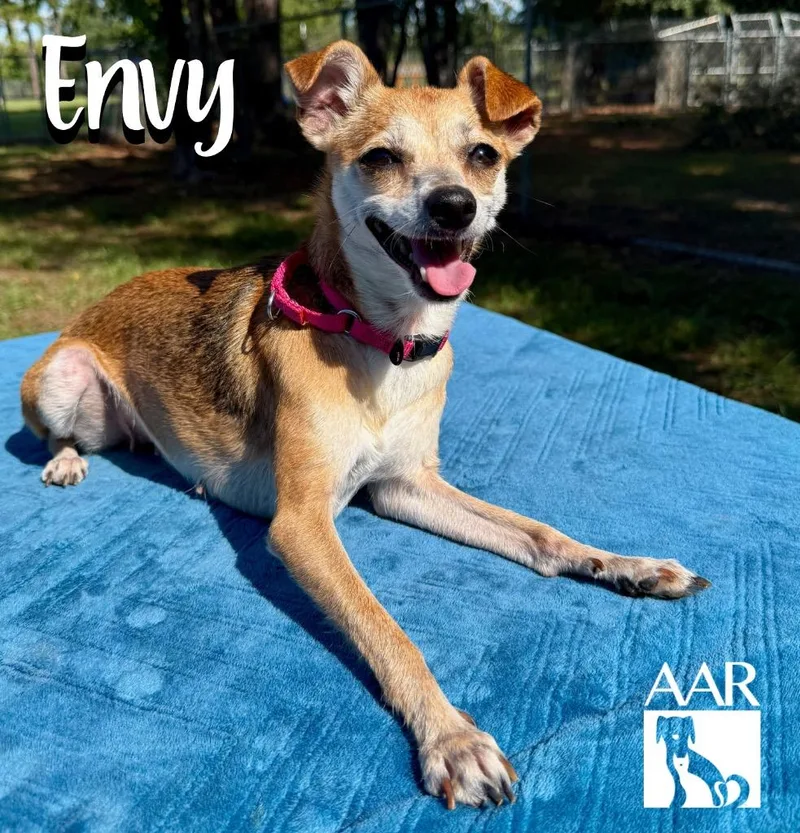 Envy thumbnail 3