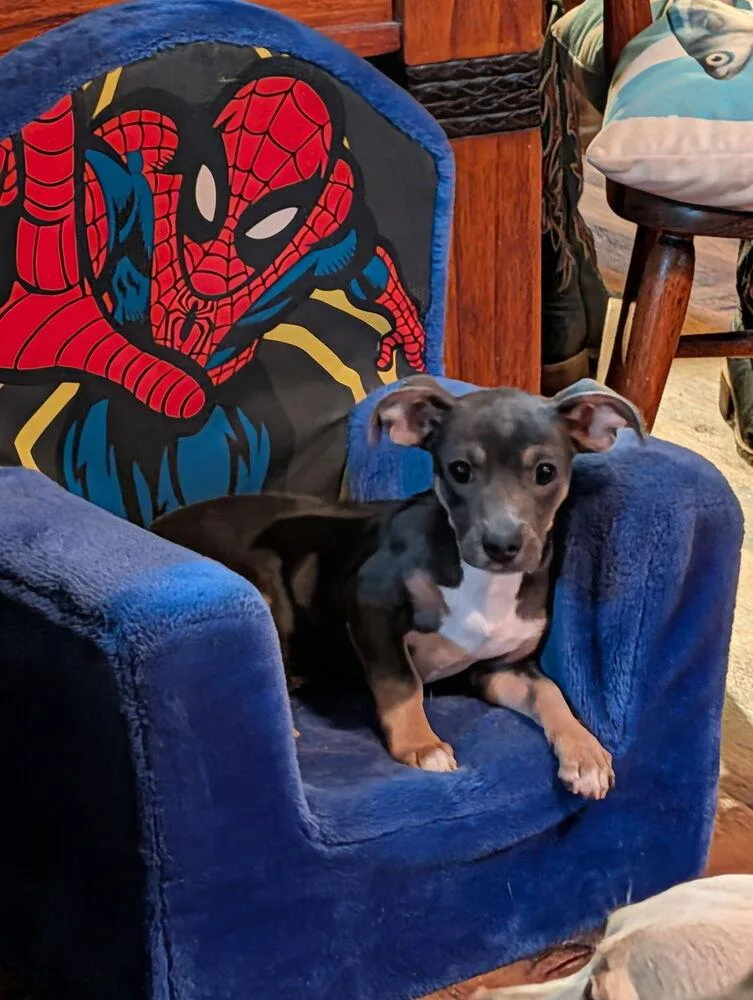 A baby small-sized male Gray / Blue / Silver Chihuahua dog named Stu for adoption in Mooresville, NC